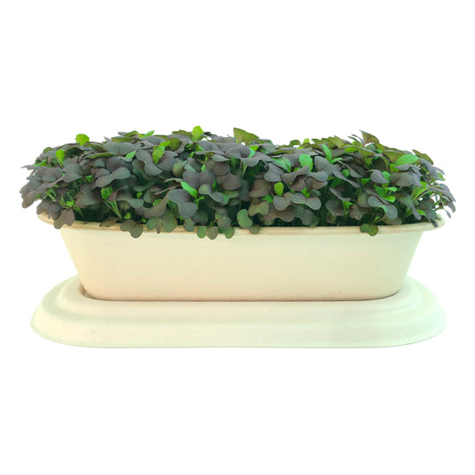 Little Stem Microgreens | Chinese Red Kale